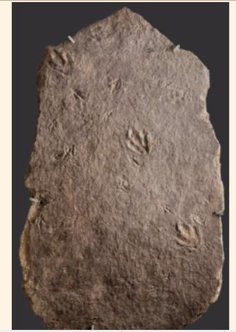 Fossil showing Multiple Species Tracks More than one kind of animal made these tracks.