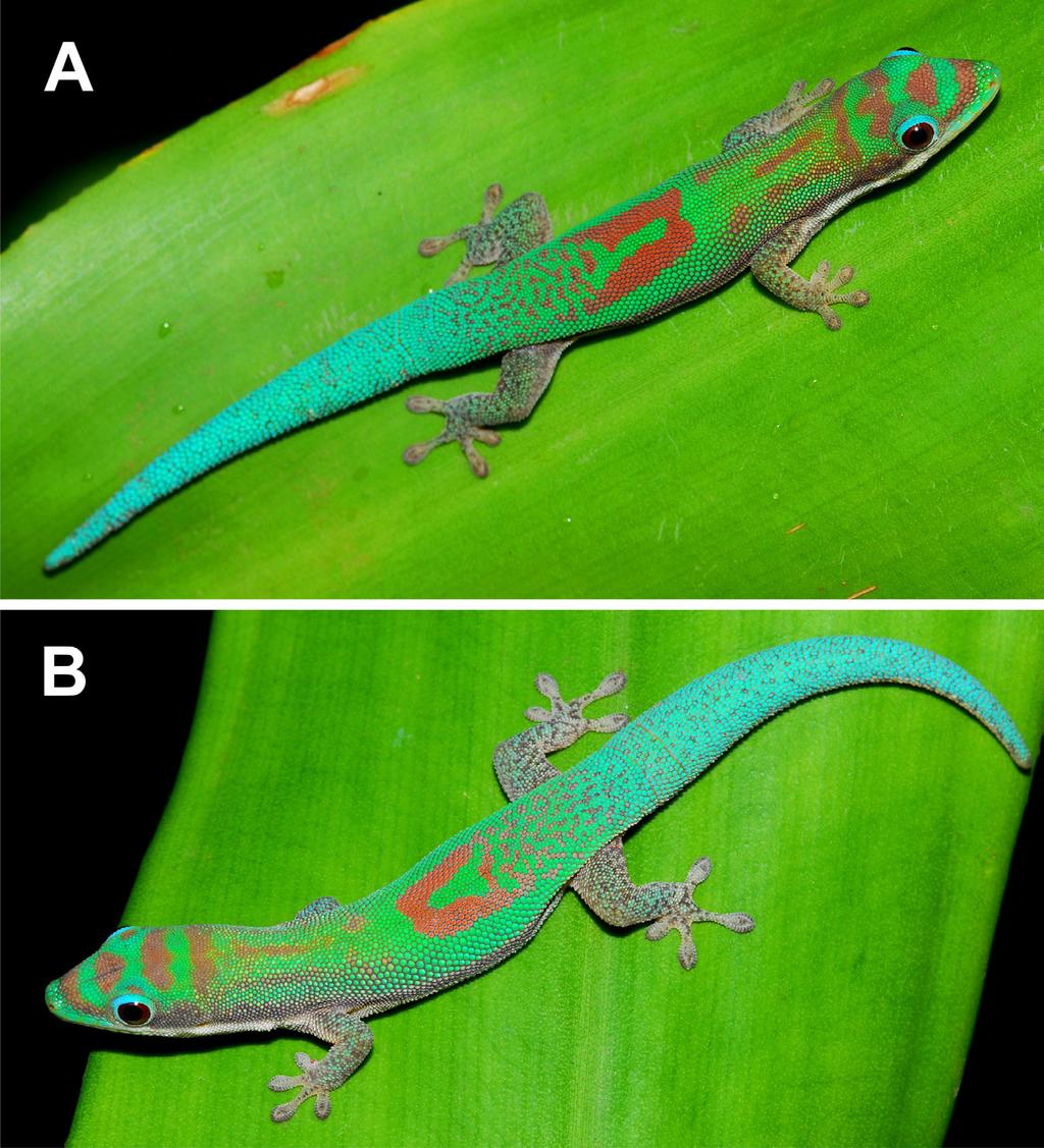 Frank Glaw et al. Figure 3. Male paratypes of Phelsuma roesleri sp. nov. in life, (A) ZSM 1516/2008 and (B) UADBA uncatalogued. tril eye distance 3.9 mm, axilla groin length 13.