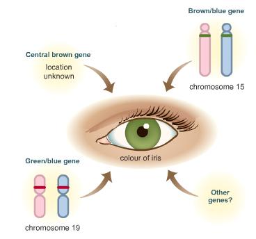 Eye Color Caused by AT LEAST two genes, with a 3 rd gene suspected but