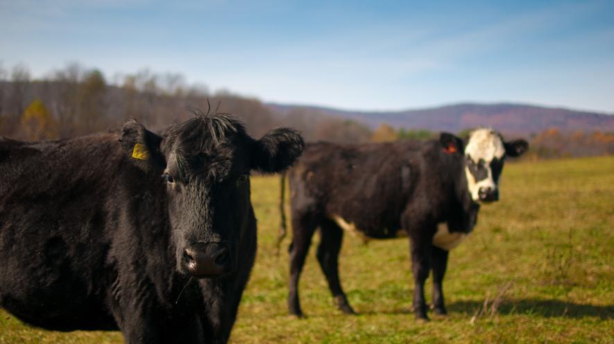 Meat consumers gain access to information about antibiotic use By Washington Post, adapted by Newsela staff on 10.12.17 Word Count 890 Level 1040L Beef cattle at Polyface Farm in Virginia.