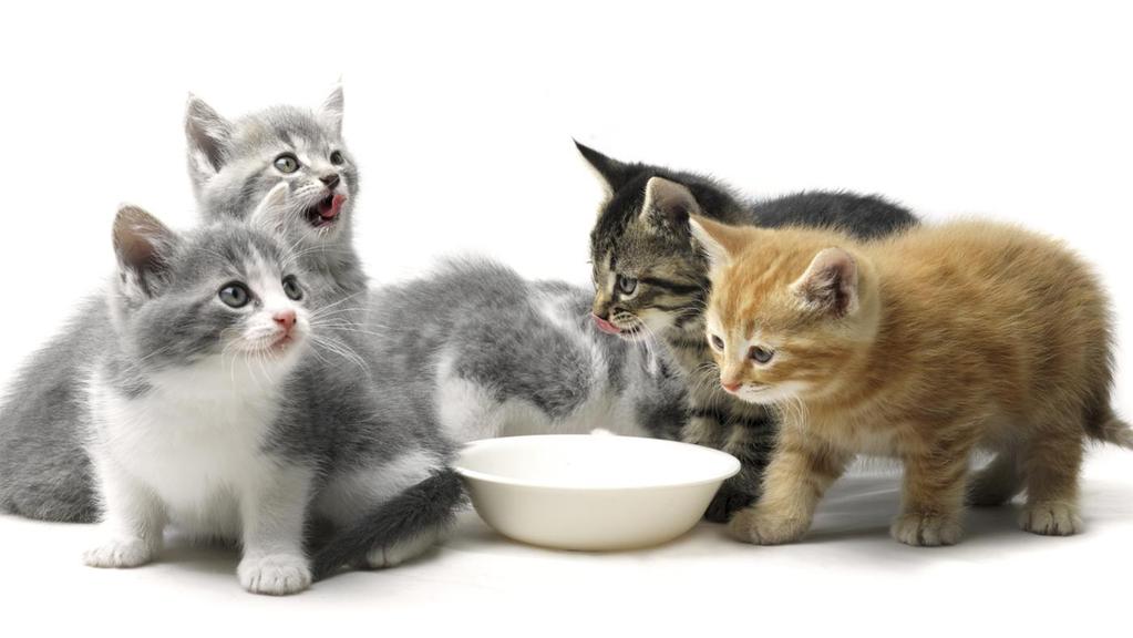 Measure the food, and feed in your kitten s own bowl Always measure your kitten s food so that you can make appropriate adjustments as necessary depending on your kitten s body condition.