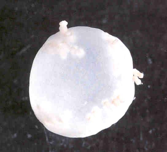 Larvae of Cyclophyllidea worms coenurus - white, semi-transparent bladder - filled