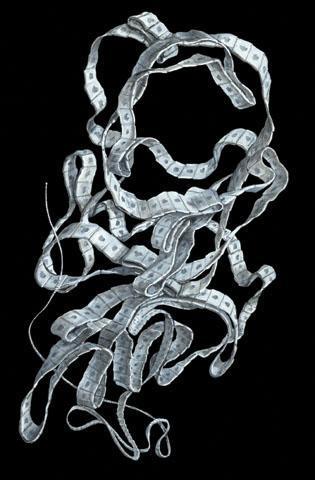 Diphyllobothrium latum Common name: 10 meters long broad or fish tapeworm The longest human