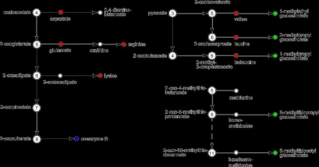 Modular architecture of metabolic network KEGG modules (genomic units) and reaction modules (chemical units) map01210 2-Oxocarboxylic acid metabolism RG001 RM002 RM033 RG001 RM030 M00033 M00019 RM001