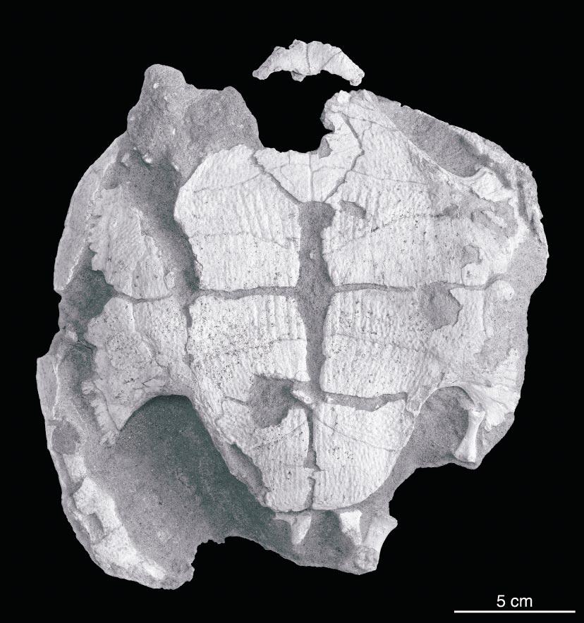 10 AMERICAN MUSEUM NOVITATES NO. 3481 Fig. 3. Zangerlia ukhaachelys, IGM 90/1, holotype, Upper Cretaceous of Mongolia. Ventral view of plastron. framarginals.