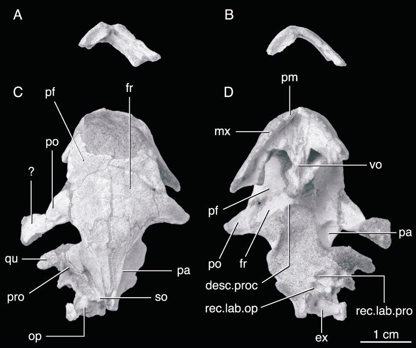 2005 JOYCE AND NORELL: LATE CRETACEOUS TURTLE 5 Fig. 1. Zangerlia ukhaachelys. IGM 90/1, holotype, Upper Cretaceous of Mongolia. Photographs were manipulated digitally to enhance sutures.