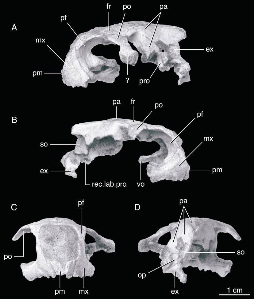 6 AMERICAN MUSEUM NOVITATES NO. 3481 Fig. 2. Zangerlia ukhaachelys, cranium of IGM 90/1, holotype, Upper Cretaceous of Mongolia.