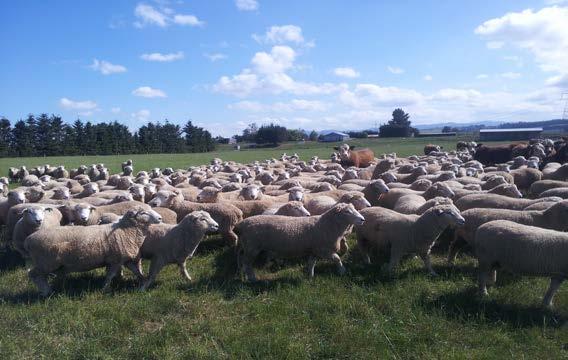 Selective Breeding To Improve The Efficiency Of Breeding Ewes Since the introduction of compulsory Eid tagging for breeding stock born after the 31 st of December 2009 it has been much publicised of