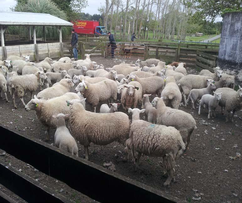 Selection Starts At Lambing If tagging at birth and recording maternal traits at birth is impractical, or the investment in recording equipment cannot be justified, one of the easiest ways I found of