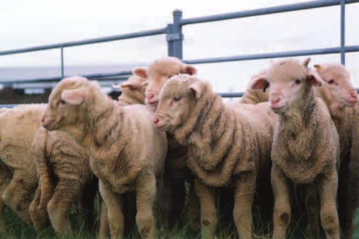Pooginook s 2001 Events Calender 16th August: Annual Ewe Hogget Shearing & Wool Industry Day at Pooginook 22nd August: Annual Pooginook WA Field Day at Katanning 2nd Monday in September: Pooginook