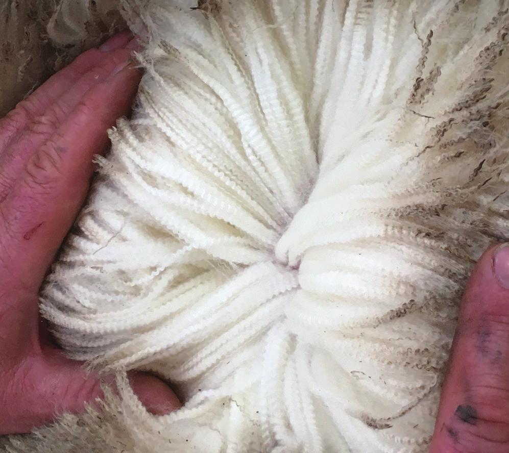 com Poll Merino Flock 60 1279 White Suffolk Flock 23 0753 24th On Property Sale Thursday 7th February 2019 at Petali Woolshed, Walcha NSW Inspection from