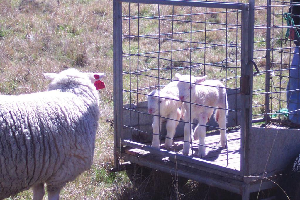 Measure weaners individual Worm Egg Count & drench 220 Stud Mature Ewes 160 Stud Ewe Lambs Tagging new lambs & recording birth weight March Classing/selection & mating allocation (Matesel) Stud AI &