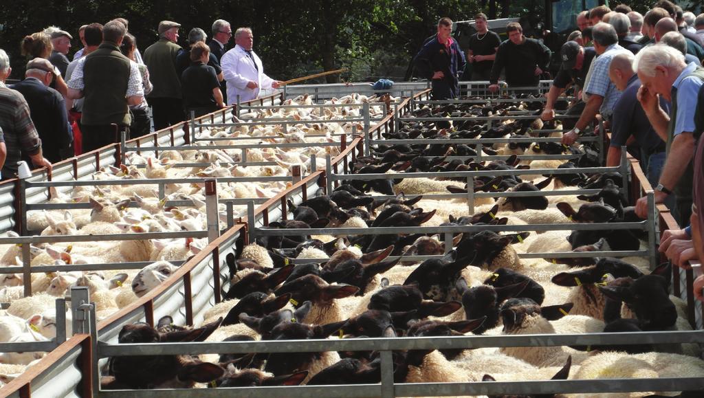 DOWNTON ESTATES 9 TH ANNUAL SALE OF 5500 STORE & EWE LAMBS Sale to be held on SATURDAY 26 TH AUGUST 2017 to commence at