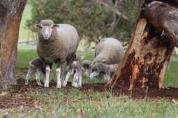 Lamb awareness, especially with multiples, quietness, and lack of concern for human intervention help derive the score.