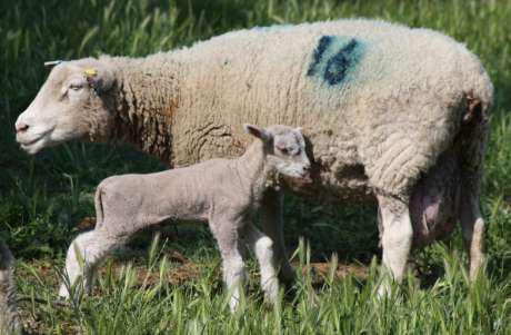 Coupled with this is selection for hardiness and mothering ability. females which lamb easily and grow lambs quickly females which can count to at least three and nourish multiple offspring.