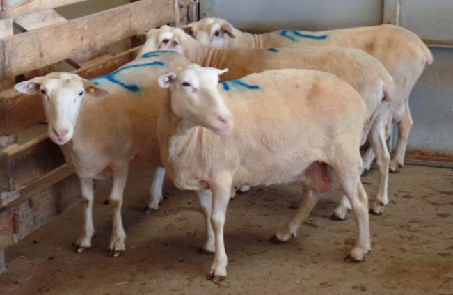 Lot 1-4 ewes, 5 to 6 years of age Lot 2-8 ewes, 4 to 6