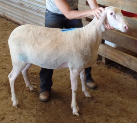 29.) Lot 31 - Second best ewe lamb on 180 day milk