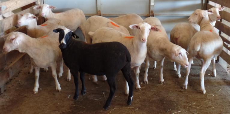 The 8 ewes listed in the catalog will sell in