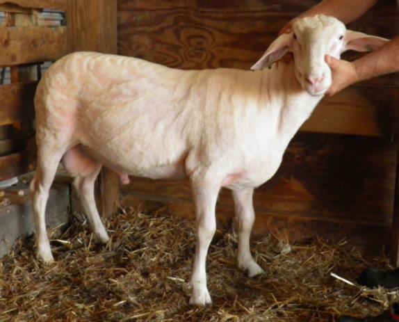 Rams Lot 55 Highest EBV ram lamb Birth Ram ID Birth Date Breeding Type Sire Dam 16119 1/19/2016 63EF,33LA Twin 15141 12224 Lactation