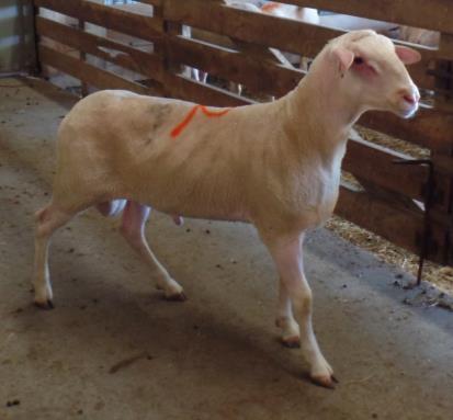 Lot 57 Third highest milk EBV ram lamb, exposed to some of the mature ewes in the sale Birth Ram ID Birth Date Breeding Type Sire Dam 16125 1/20/2016 65EF,32LA Twin