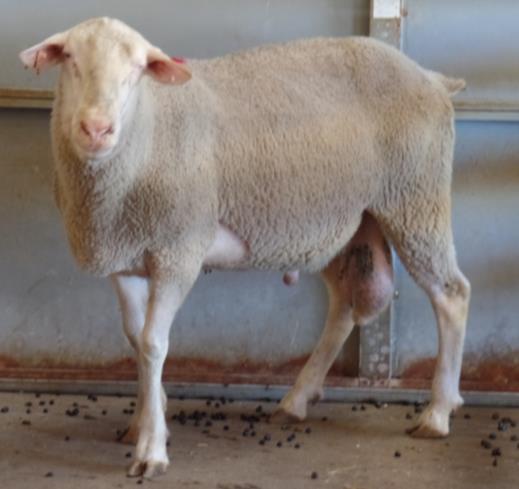 Lot 58 - Yearling ram, sire of some ewe lambs and exposed to some of the mature ewes in the sale, 4 th highest milk EBV ram in the sale Birth Ram ID Birth Date Breeding Type Sire Dam 15141 1/29/2015
