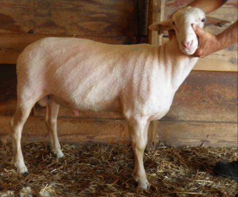 Lot 59 - Ram Lamb Ram ID Birth Date Breeding Birth Type Sire Dam 16392 2/24/2016 20EF,79LA Triplet AI 153LRKO 12496 Lactation Start