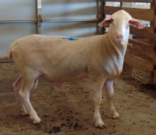 Lot 60 Ram lamb, exposed to some of the mature ewes in the sale Birth Ram ID Birth Date Breeding Type Sire Dam 16019 1/13/2016 18EF,80LA Triplet