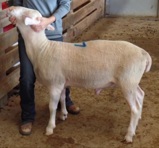 Lot 61 Ram lamb, exposed to some of the mature ewes in the sale Birth Ram ID Birth Date Breeding Type Sire Dam 16018 1/13/2016 18EF,80LA Triplet