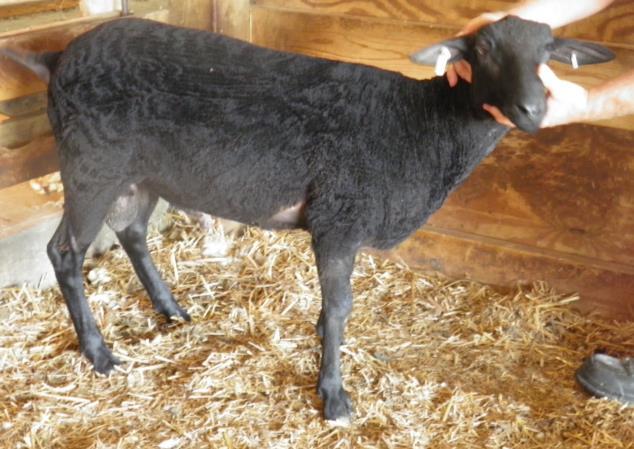 Lot 63 - Ram Lamb, highest percentage East Friesian ram in the sale Ram ID Birth Date Breeding Birth Type Sire Dam 16381 2/23/2016 100EF