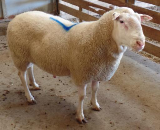 Lot 64-3-year-old ram, sire of some of the