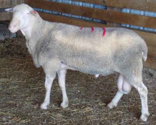 ewes in the sale Lot 65-2-year-old ram,