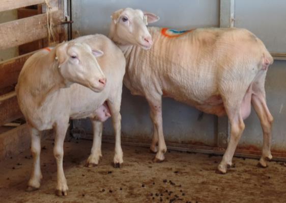 Lot 14 - Twin sisters from a set of quadruplets who have