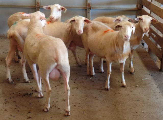 their prime production years Lot 16-5 ewes, 3 to 5 years of age