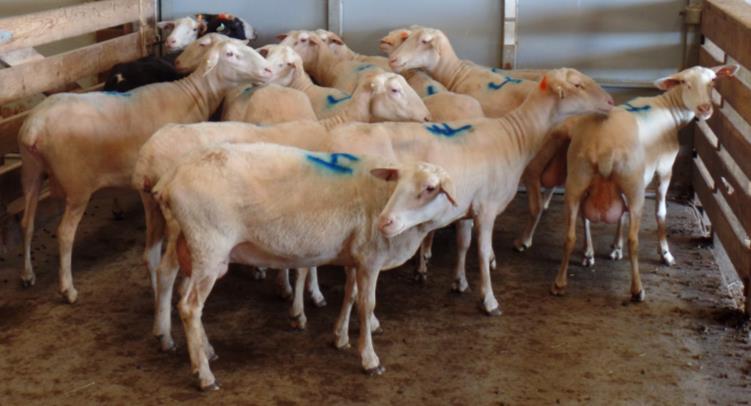 age Lot 19-13 ewes, 3 years