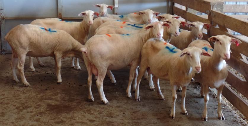 Lot 20-10 young ewes, 2 years of age coming into their prime