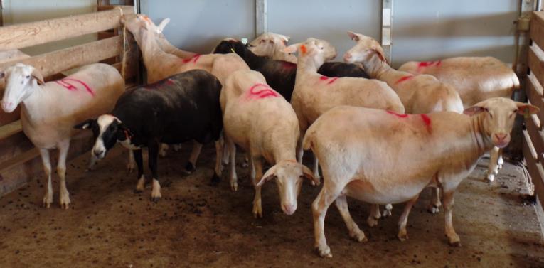 The 10 ewes listed in the catalog will sell in Lot 10.