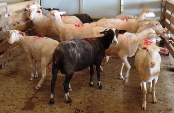 Lot 24-12 young ewes, 2 years of age  Lot