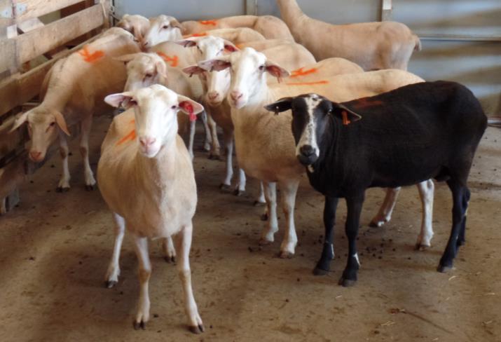 picture/video of Lot 3. The 10 ewes listed in the catalog will sell in Lot 26.