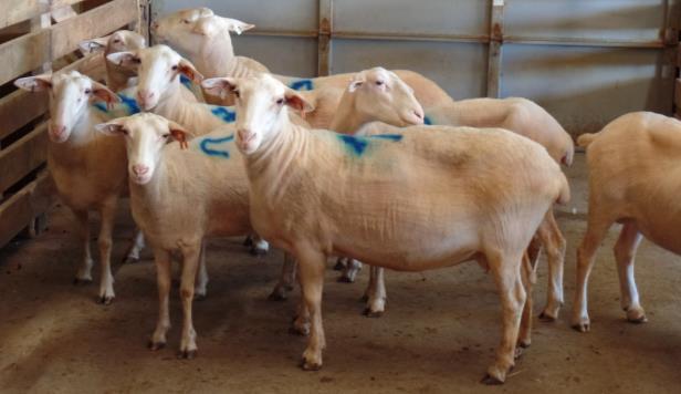 Lymphadenitis (CL), young ewes, 2 to 3 years of age (The 1 missing ewe in the picture/video of this lot is