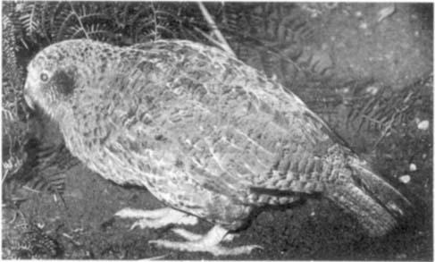 The diet of Kakapo consists of leaves, leaf bases, buds, roots, fruits and seeds of a variety of plant species (Best & Powlesland 1985).