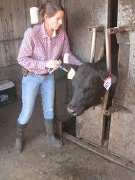 Producer Case Scenario #4 ANTIBIOTICS, VFDs, & HORMONES Growth Promotants: Also referred to as growth hormones or steroids, help cattle