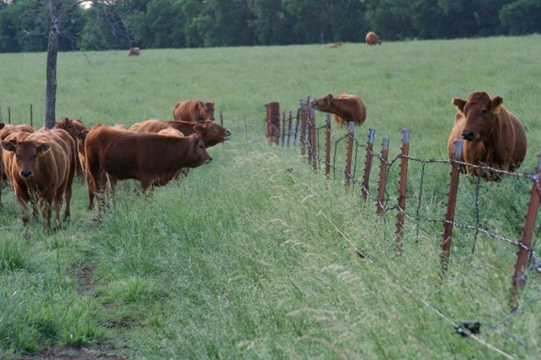 TAKEAWAY INFORMATION Scenario #2: Biosecurity Introducing New Animals to Your Herd: It is important to know the herd health status of the herd supplying replacements or bulls Obtain the