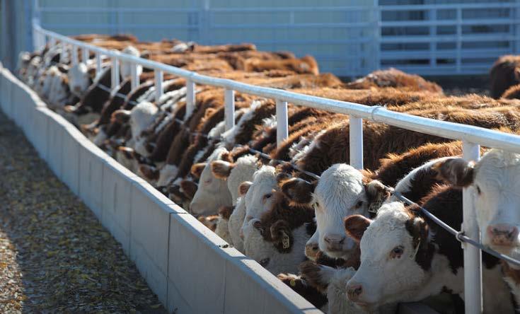VFD in Beef Cattle Sector Ted Schroeder Kansas State University Objectives Determine VFD Effects on producers (cow-calf, stockers,