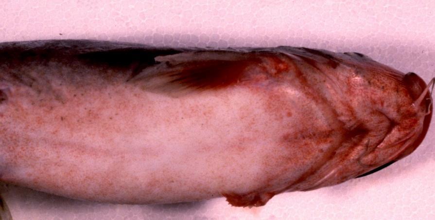 Enteric Septicemia of catfish o Gram- enteric