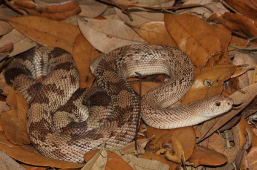 The most common natural habitat of Florida pine snakes is sandhill (Figure 4), but they are found in other natural communities including: scrub, xeric hammock, scrubby flatwoods, mesic pine