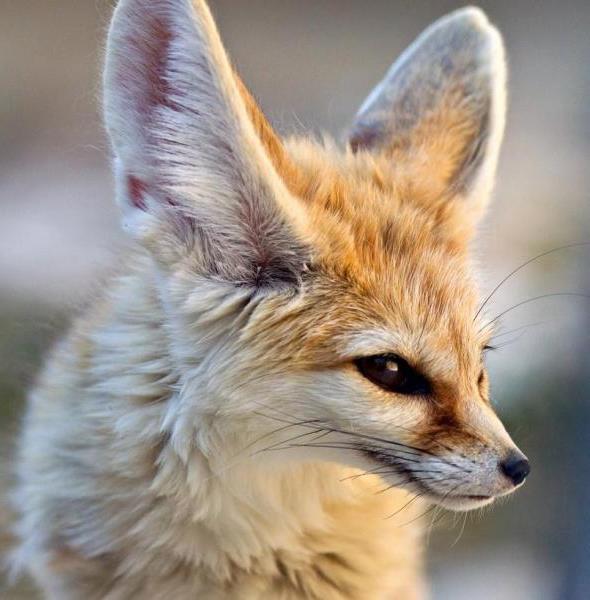 Risk Assessment Example: Fennec Fox Criteria: Living space Risk: Digging opportunities Consequence: 28% of individuals will display stereotypes Risk level without