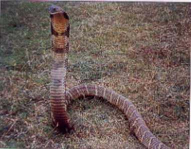 King cobra (Opiophagus