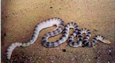 Sea snake (Hydrophidae spp.