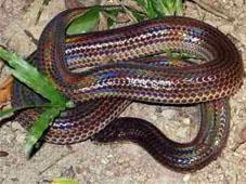 8 Figure 3 Xenopeltis unicolor Source: Bulian (1999). 4. Family Pythonidae (pythons): There are 3 species as Python reticulates (ง เหล อม), P. molurus (ง หลาม) and P. curtus (ง หลามปากเป ด).