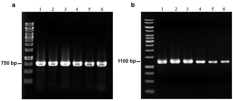 24 RESULTS AND DISCUSSION 1. DNA Extraction and Gene amplification with PCR Whole genomic DNA was extracted from blood, snake venom, saliva, and snakebites samples.